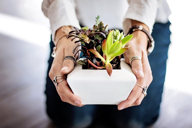 Hand-painted Succulent Planters